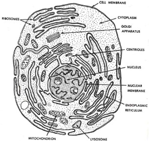 phases of lysosomes